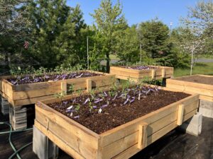 Four air prune nursery beds raised off of the ground on cinder blocks.