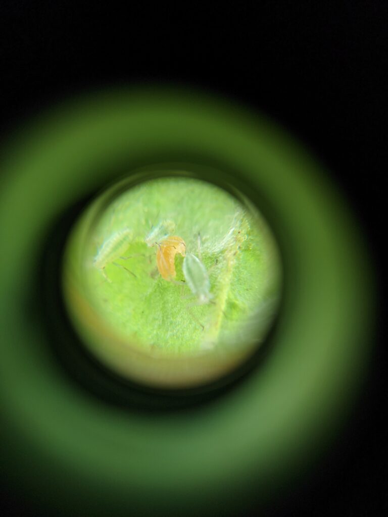 Aphidoletes midge larva hunting aphids