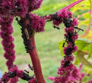 aphids amaranth ants