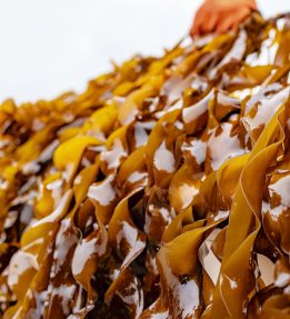 Atlantic Sea Farms Fresh kelp strands with an orange-gloved hand
