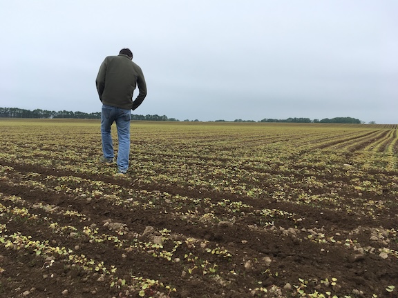 Buckwheat emergence MOF&G only