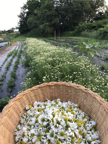 Chamomile harvest MOF&G only