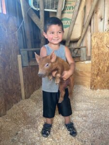 A 3-year-old boy holds a piglet
