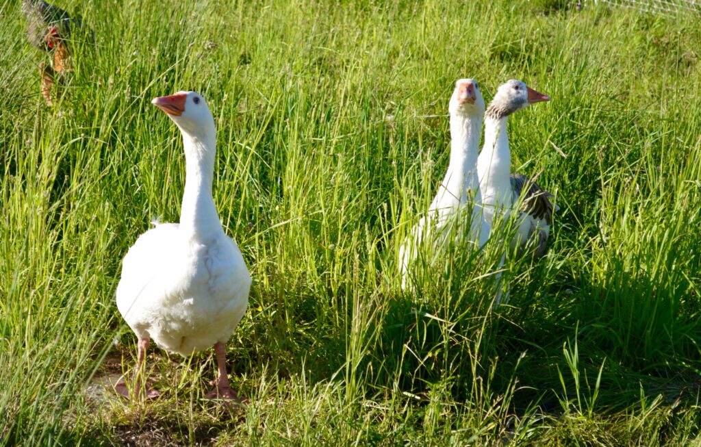 geese in grass