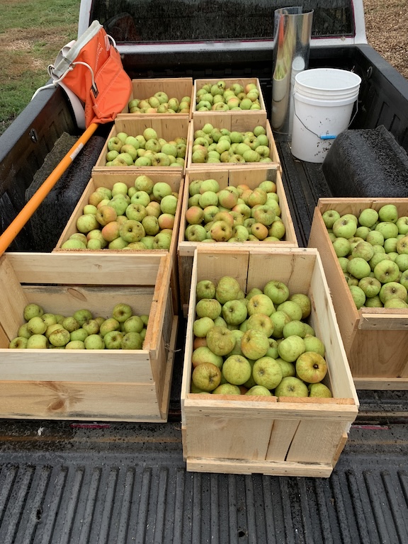 Grey Pearmain Harvest
