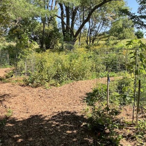A wood chip path in a forest with caged trees.