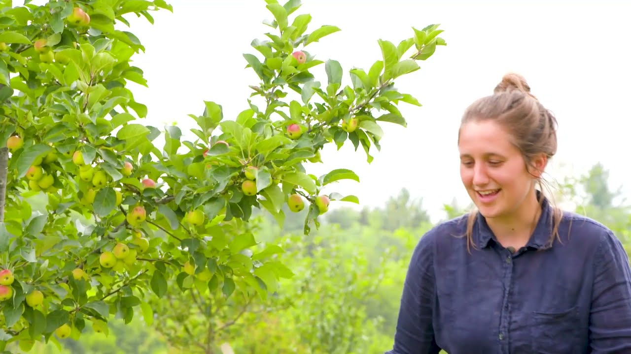 Summer Care for Young Apples Trees