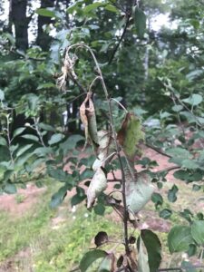 Fire blight on a fruit tree.