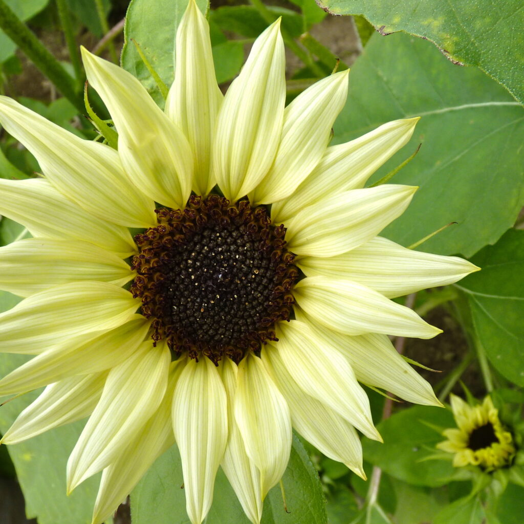 Moonshadow sunflower