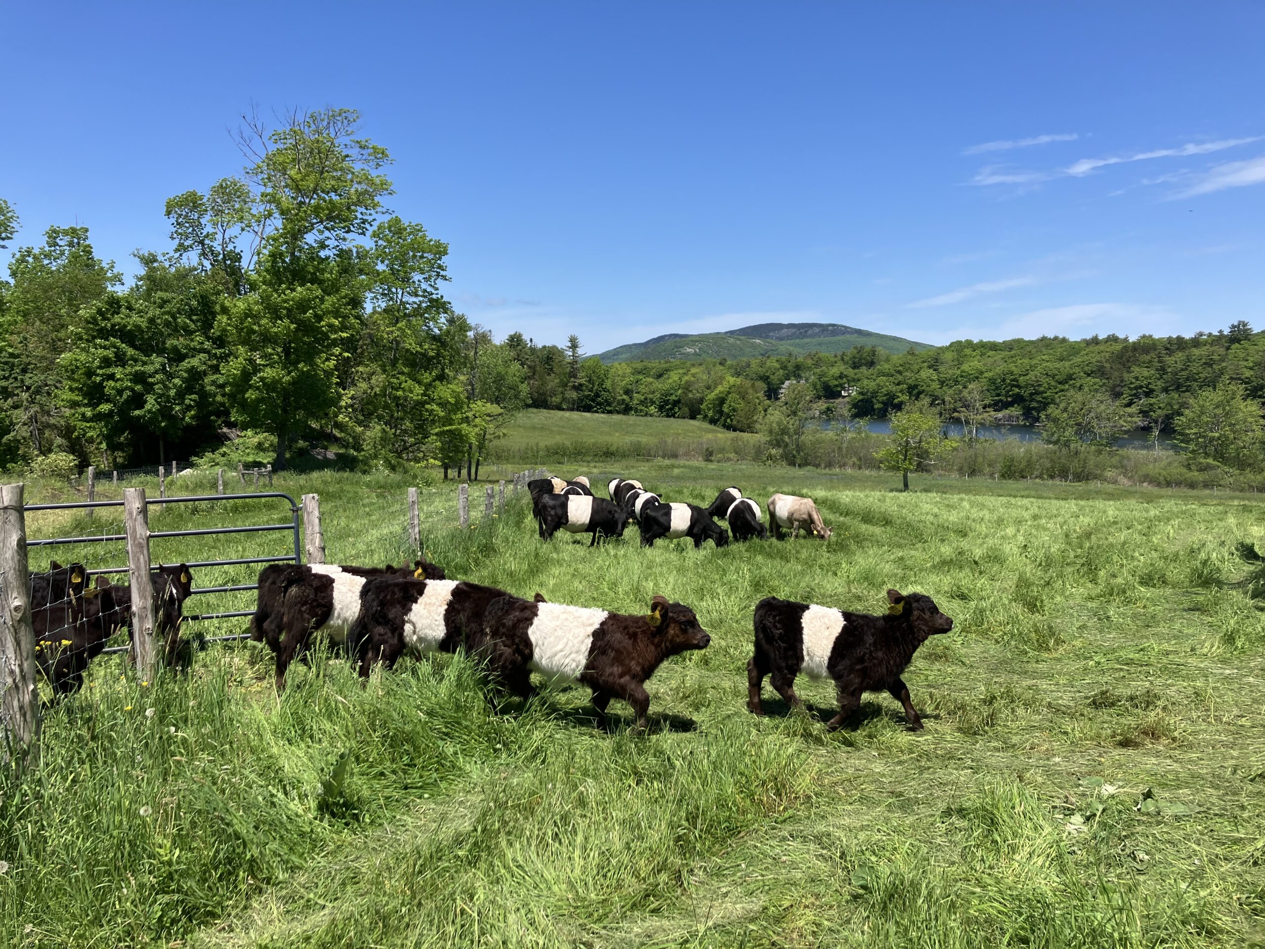 Picture of Farm (5)
