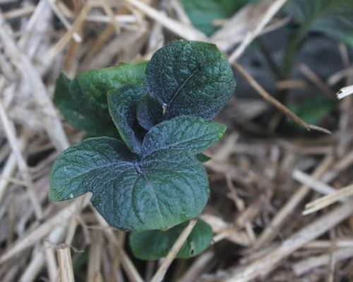 A potato plant emerging from a heavy layer of hay mulch.