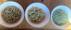 Field peas in three bowls show the different stages of winnowing.
