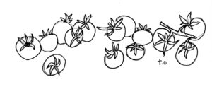 Tomato illustration