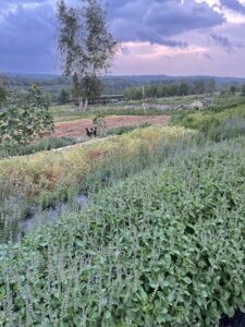 A field of Tulsi in flower.