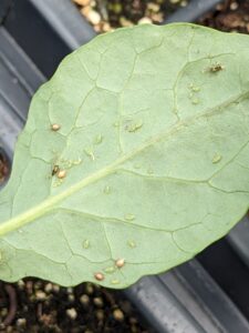 Two brown aphid %22mummies%22
