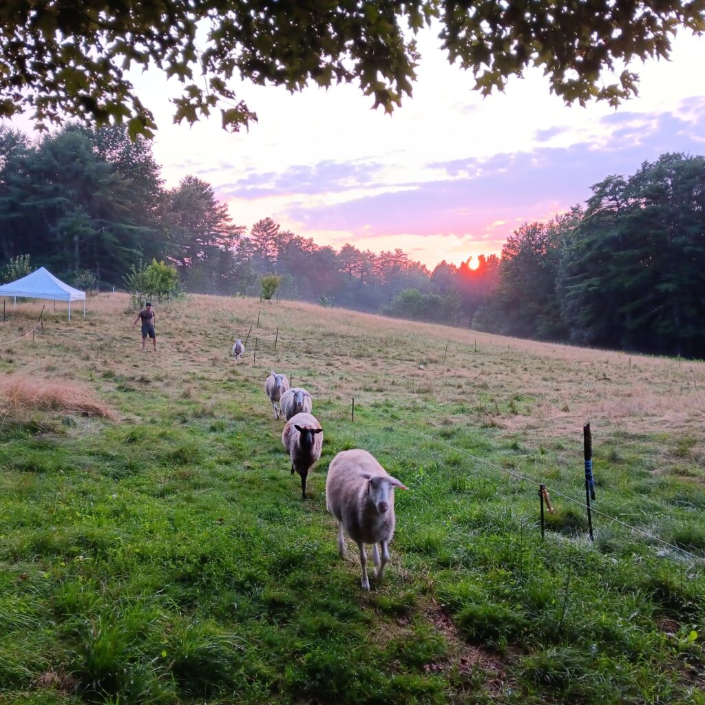 A small flock of sheep moves through the homestead's pasture at sunset