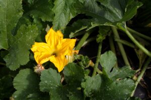Yellow squash blossom in a winter squash field.