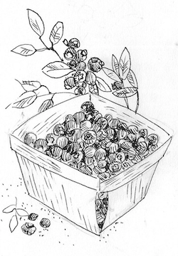 Blueberries in quart basket, illustration.