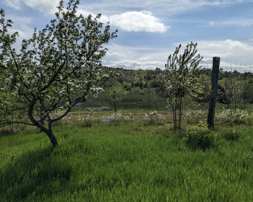 Two blossoming fruit trees at the Maine Heritage Orchard