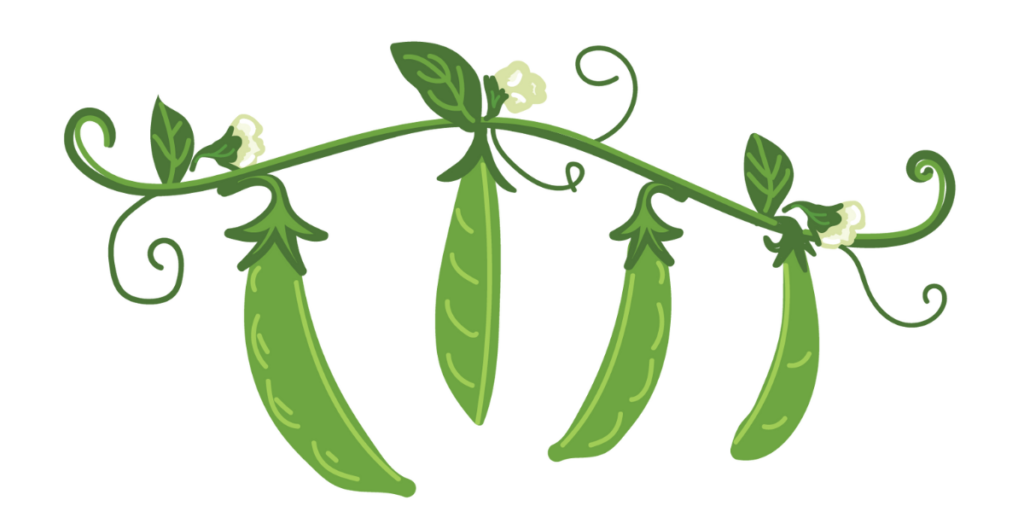illustration of pea pods