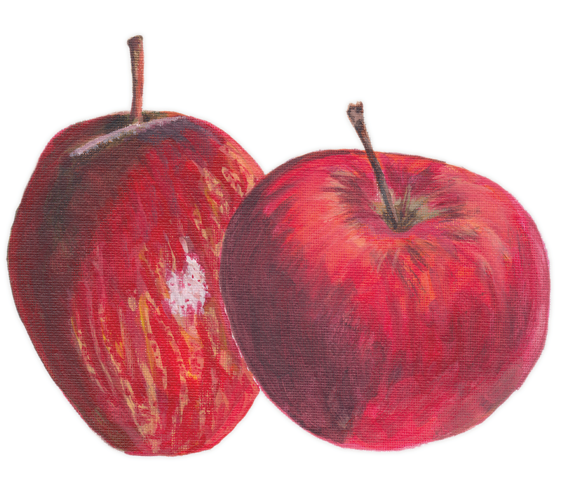 Water color illustration of two red apples, one long and one squat.