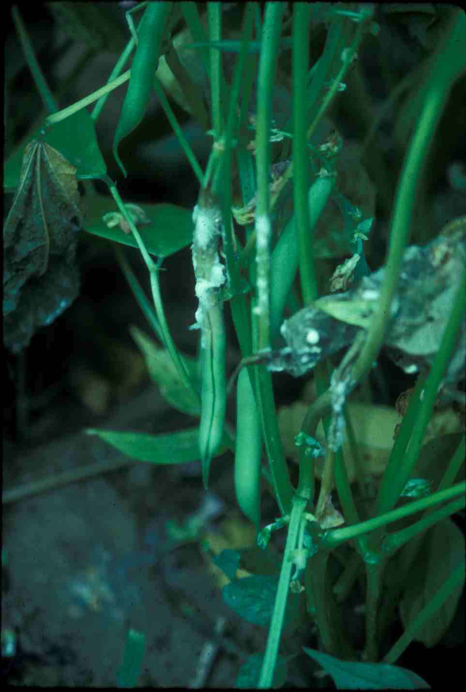 White mold infection green beans